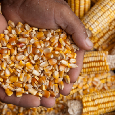 fresh agricultural products (11)