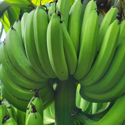 fresh agricultural products (15)